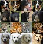 Collapse by Conditioning: Training Class-conditional GANs with Limited Data
